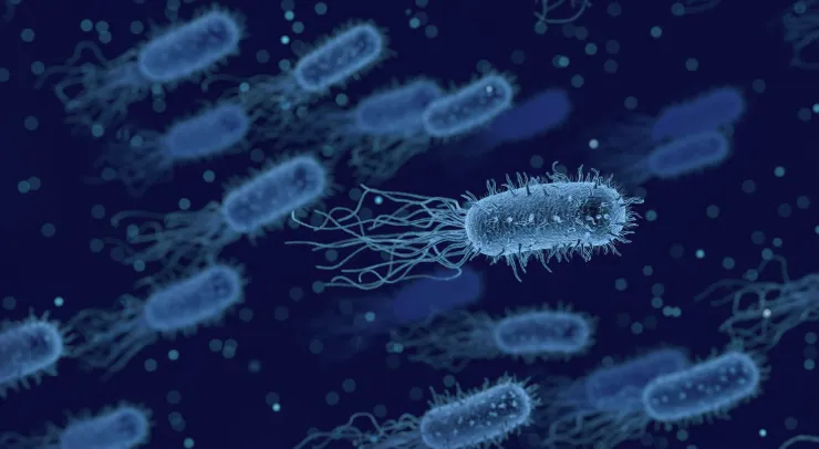 Pseudomonas dan Bacillus